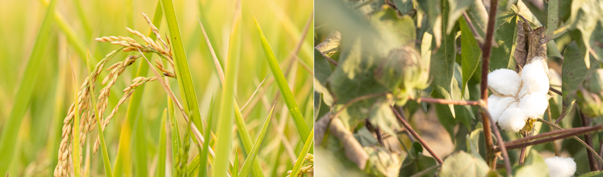 Crop-Photo-Rice-Cotton